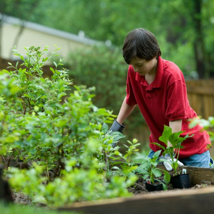 Boy in red shirt working in veggie garden